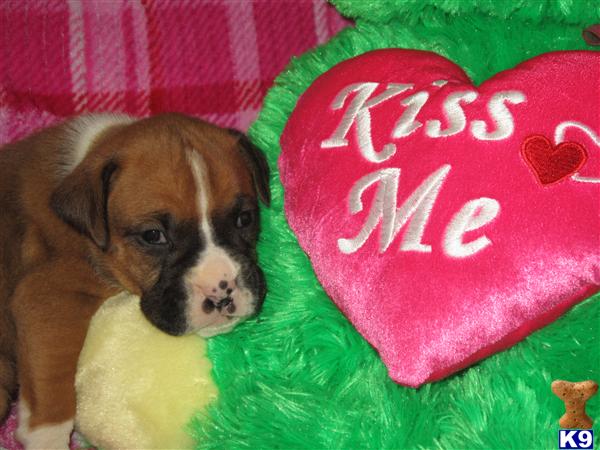 Boxer Puppies